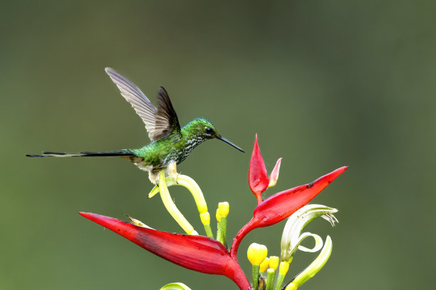 靴拍尾巴栖息在Heliconia图片下载