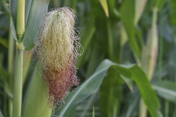 玉米穗轴的头发图片下载