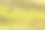 绿草地上的灰鹅(安瑟安瑟)图片下载