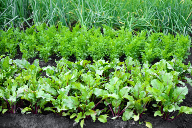 菜园里有甜菜、胡萝卜和其他蔬菜的苗圃。收获的概念图片下载