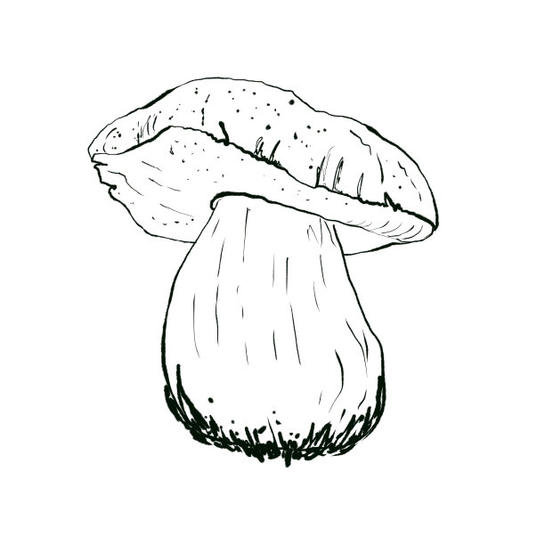 白色背景上分离的牛肝菌剪影。可食用的蘑菇对象。手绘插图图片下载