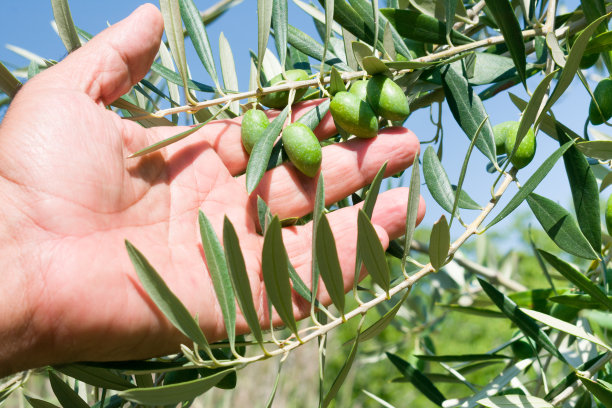 橄榄种植者用手在树枝上控制作物的生长图片下载