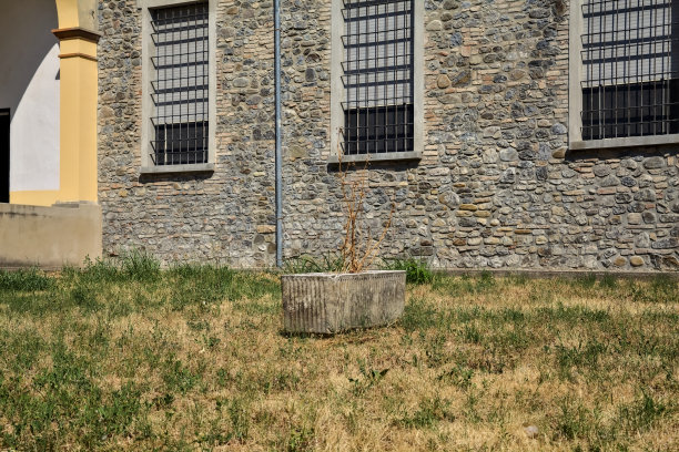 草坪中间的混凝土花盆，里面有一棵死了的植物图片下载