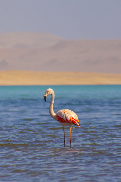 在秘鲁帕拉卡斯的海洋里，粉红色的火烈鸟图片下载