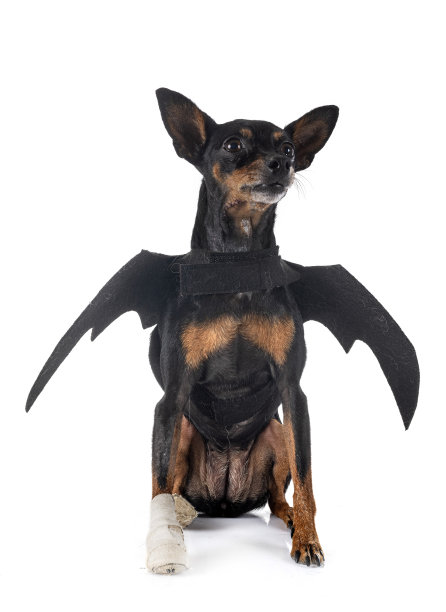 工作室里的迷你pinscher图片下载