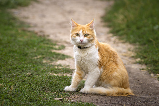 红猫长着慈祥的绿眼睛，画像可爱的红姜小猫。快乐可爱的猫，美丽的毛绒绒的红橙色的猫躺在花园里的草地上图片下载