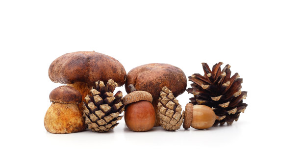 蘑菇和松果。图片下载
