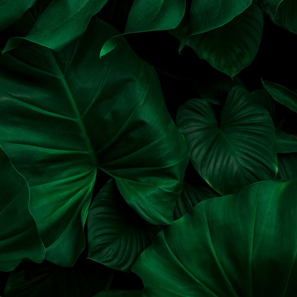 深绿色热带叶群背景全景背景自然概念图片下载