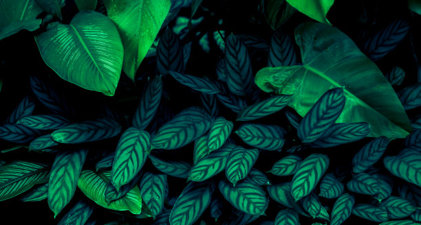 深绿色热带叶群背景全景背景自然概念图片下载