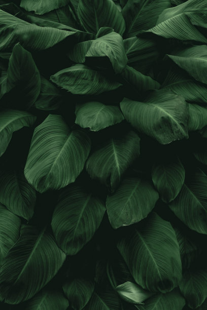 深绿色热带叶群背景全景背景自然概念图片下载