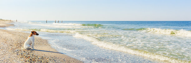 光滑的狐狸梗站着。光滑的狐狸梗站在公园里。一头毛发光滑的小狐狸正坐着。一只毛发光滑的猎狐犬正坐在海边图片下载