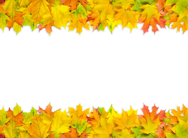 明亮的彩色枫叶孤立在白色的背景图片下载