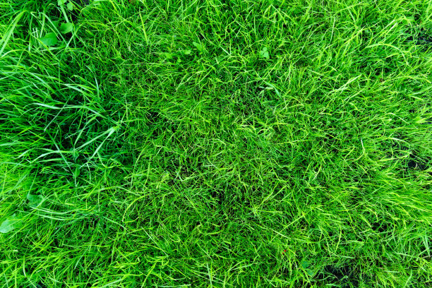 绿色草地的纹理背景。绒毛植物的背景。图片下载