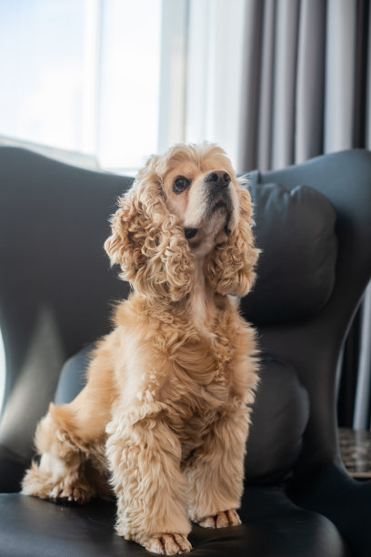 在公寓的黑色皮革椅子上的猎犬。图片下载