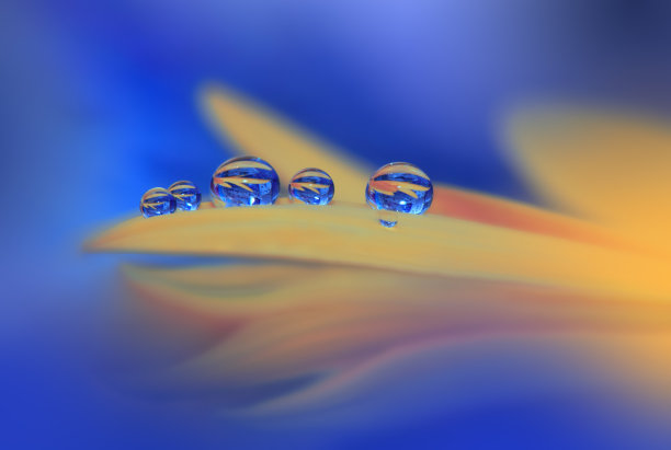 美丽宁静的自然背景。奇妙的春天花朵的微距镜头。艺术设计。近距离摄影。概念抽象的照片。幻想的艺术。创意艺术墙纸。蓝色的颜色。非洲菊Daisy.Colorful、颜色、植物。水drop.Romantic,爱。图片下载