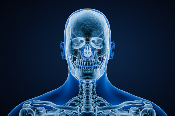 蓝色背景3D渲染图分离出身体轮廓的成年男性头颅前或前视图x线图像。解剖学、医学、医学、科学、骨学概念。图片下载