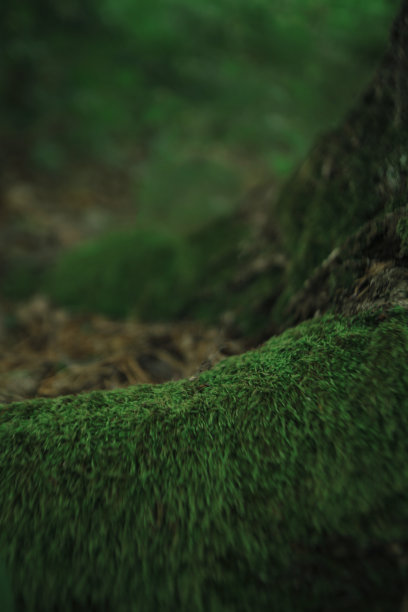 近距离观察森林中的苔藓。你的设计背景图片下载