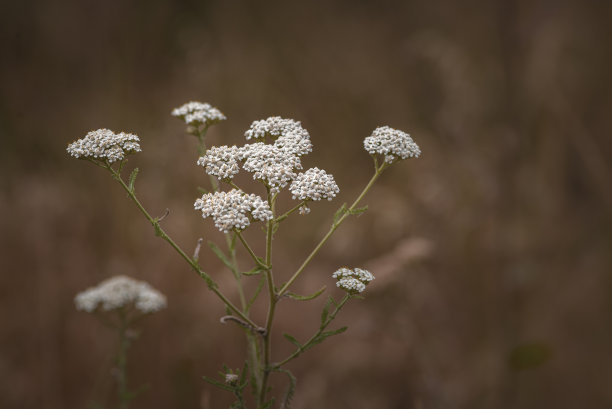 米叶花在草地的微距照片。中草药，千叶蓍草，蓍草或鼻血植物白色野花棕色背景图片下载