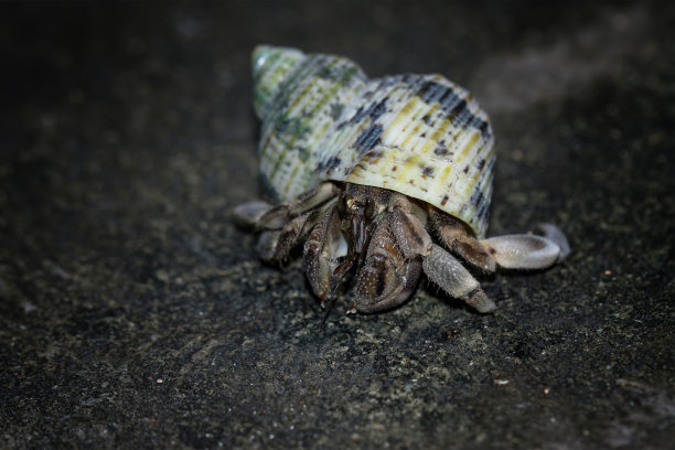 美丽的寄居蟹特写图片下载