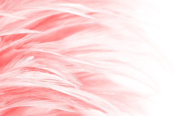 红色的颜色趋势羽毛纹理背景图片下载