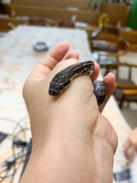 叶子上的蛇图片下载