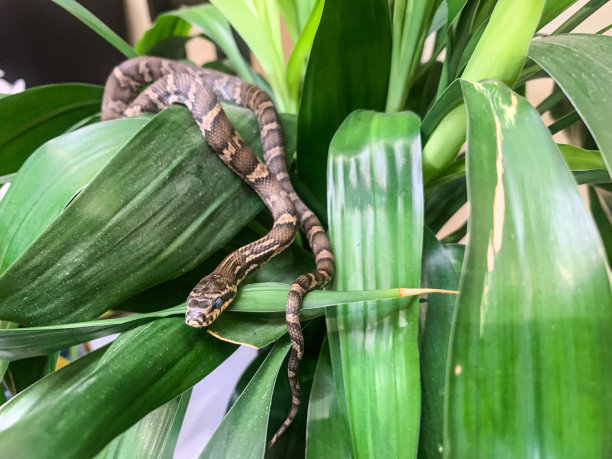 叶子上的蛇图片下载