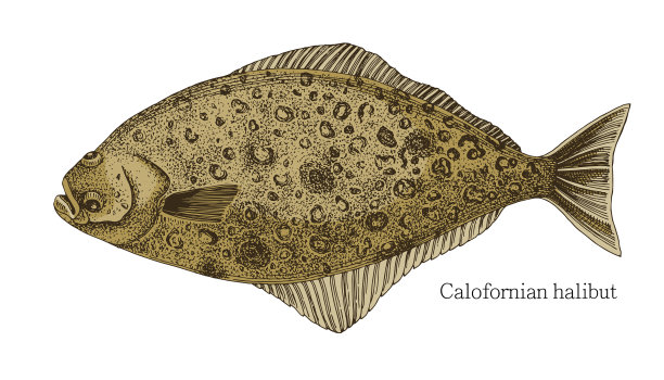 比目鱼手绘逼真图片下载