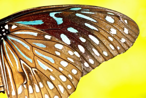 闭上蝴蝶翅膀——绿色背景。图片下载