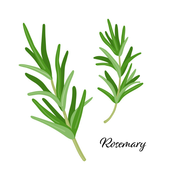 绿色迷迭香叶香料。矢量插图孤立。迷迭香为烹饪、包装装饰、贴纸、标签的设计元素图片下载
