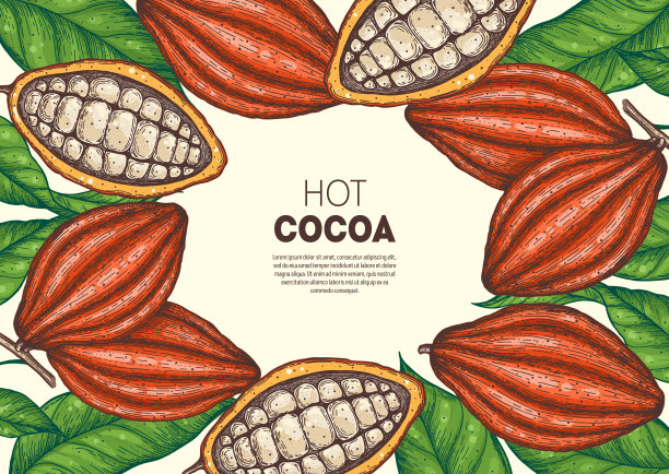 可可豆矢量插图。可可豆荚草图。巧克力豆。复古设计。手绘插图。图片下载