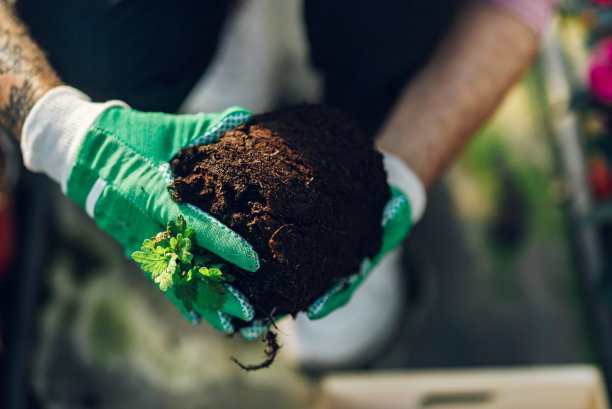 花匠的手与花在植物苗圃温室。图片下载