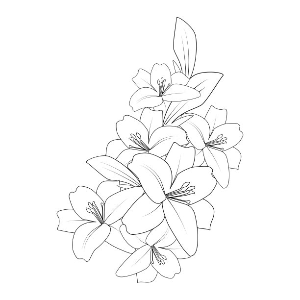涂鸦百合花着色页绘图与线条艺术绘图的印刷元素图片下载