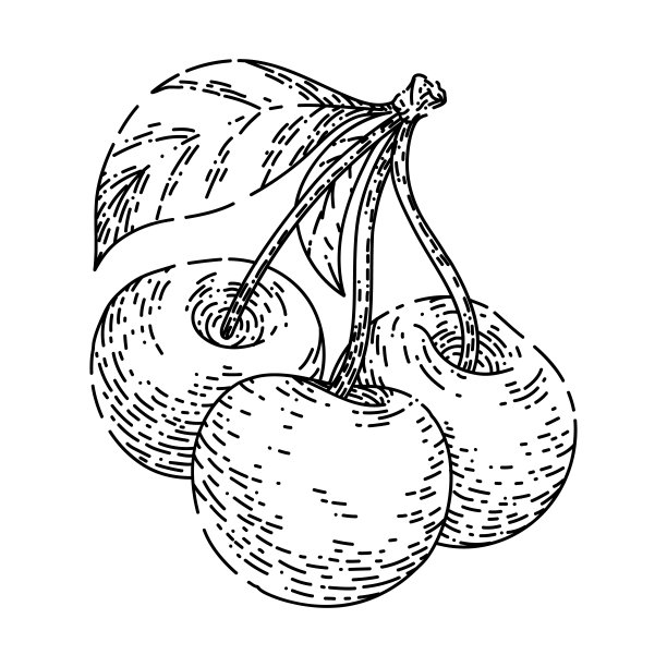 樱桃枝草图手绘矢量图片下载