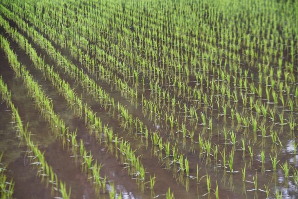 水稻种植。水稻生长。图片下载