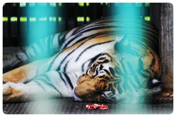 关在笼子里的老虎饭后睡觉图片下载