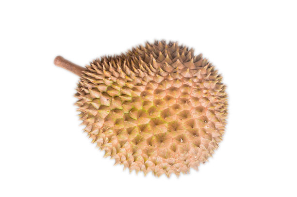 新鲜的榴莲水果孤立在白色的背景。榴莲被誉为水果之王图片下载