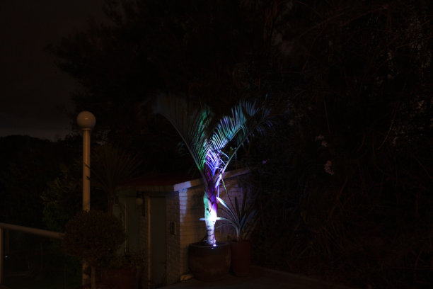 彩色灯光照亮黑暗的夜晚和棕榈树的剪影在晚上的花园观赏植物图片下载