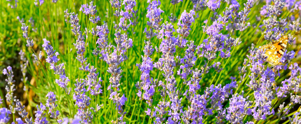 美丽的紫色野生薰衣草背景草地近距离。宽的照片。图片下载