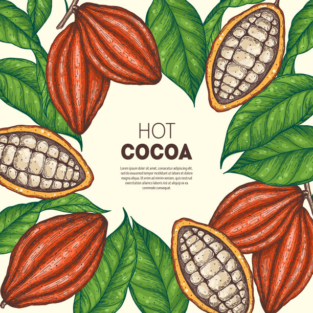 可可豆矢量插图。可可豆荚草图。巧克力豆。复古设计。手绘插图。图片下载