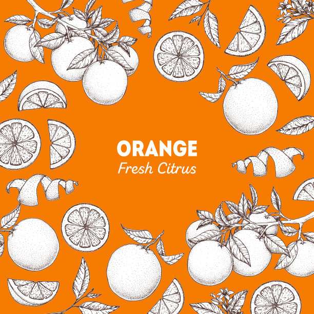 橙色手绘包装设计。矢量插图。菜单设计、宣传册插图的橙色草图。黑白设计。柑橘柑橘框架插图。可用于包装设计。图片下载