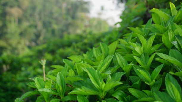 长在斜坡上的绿草图片下载