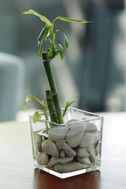 玻璃花瓶竹水观赏植物图片下载