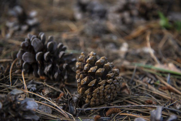 近距离观察地面上的松果。干松叶中的球果图片下载