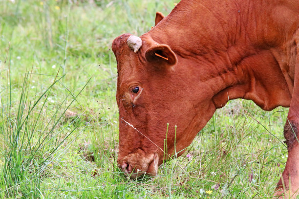 苍蝇围着吃草的小牛图片下载