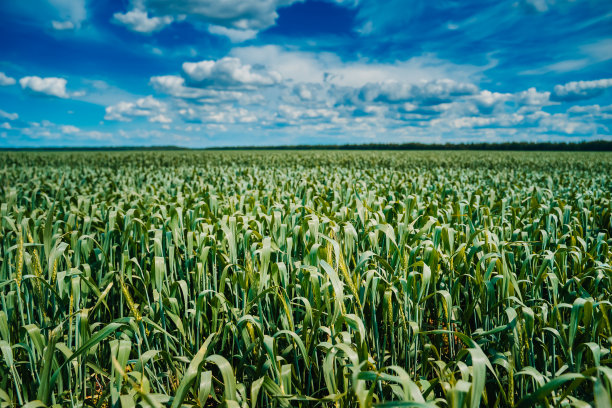 田里的优质大麦穗子。田野在乡下，封闭。图片下载