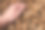 手里拿着壳的核桃。填充背景。核桃纹理。抽象坚果堆图案背景图片下载
