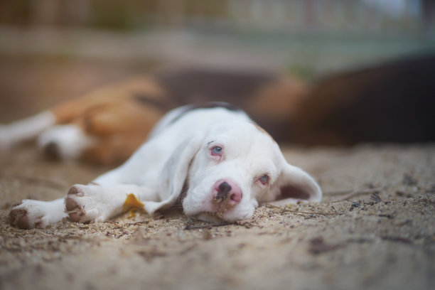 一只可爱的白毛小猎犬躺在公园门外的沙滩上。图片下载