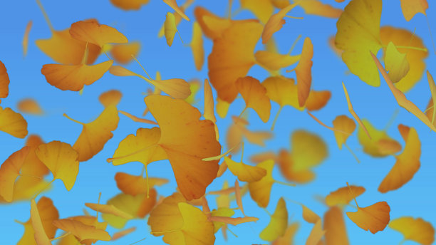 银杏落叶飞扬的背景图图片下载