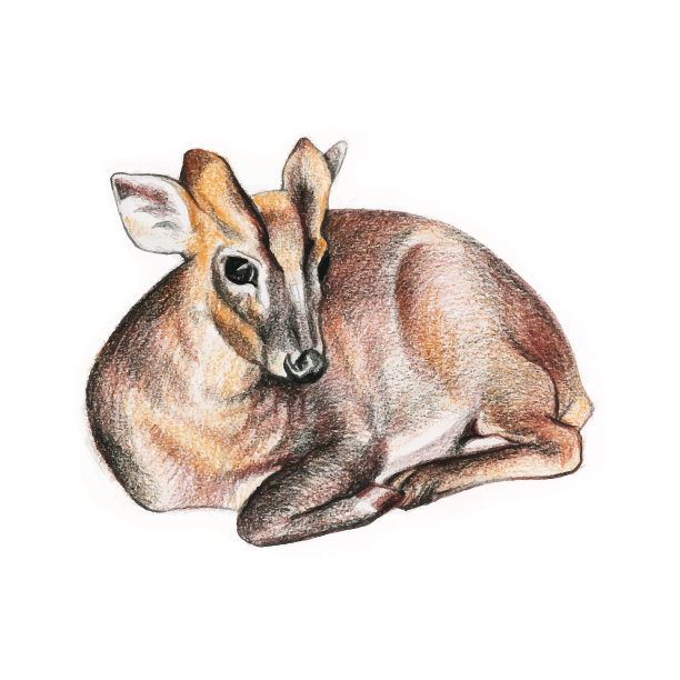 手绘熟睡的小鹿插图。水彩铅笔插图。图片下载