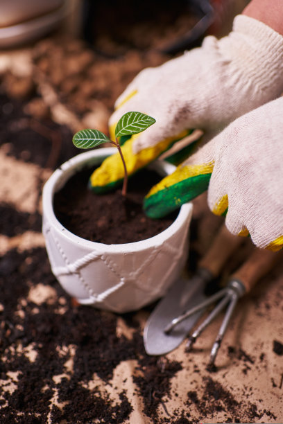 戴着手套的手在花盆里的地上种一棵新芽图片下载